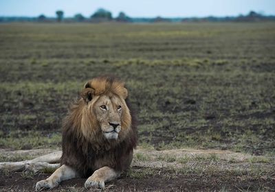 Busanga Lion